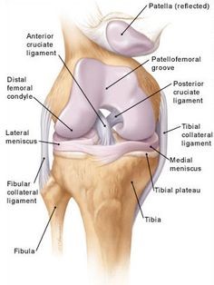 Knee Anatomy Stability
