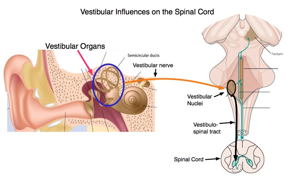 Vestibular System PT Rehab following Car Accident Injury