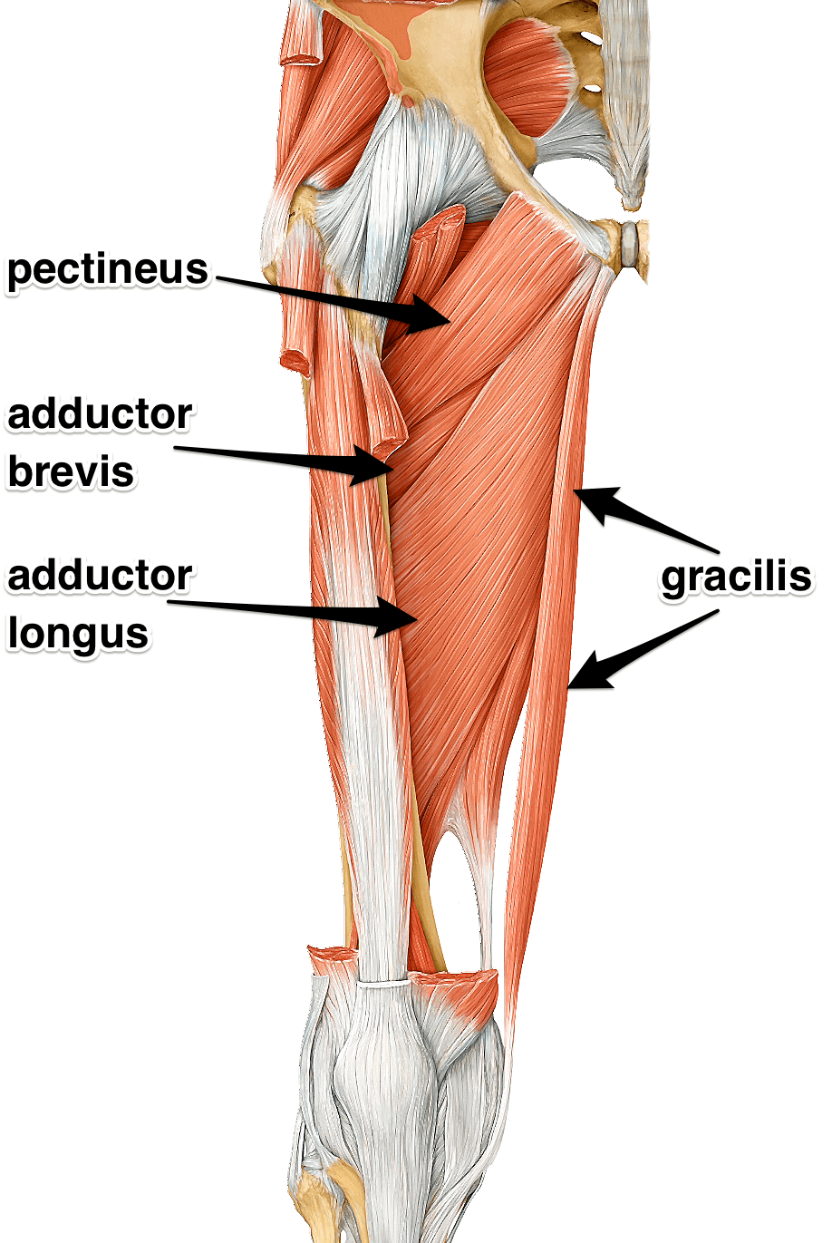 Adductor Muscles_Groin Muscles